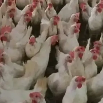 تعرف على أسعار الدواجن والطيور اليوم في الإسماعيلية